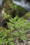 Sweet cicely <BR>Anise-root <BR>longstyle sweetroot